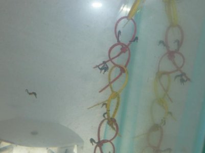 One mo, and 2 week old fry 007.jpg