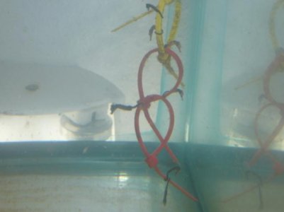 One mo, and 2 week old fry 024.jpg