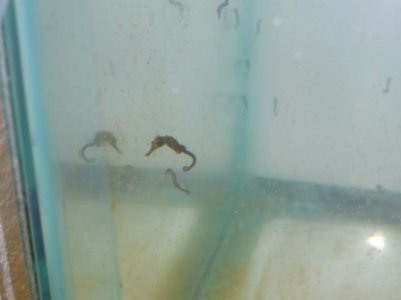 One mo, and 2 week old fry 015.jpg