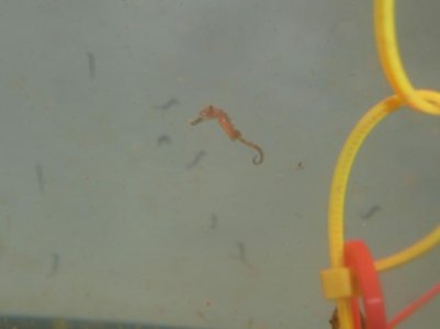 One mo, and 2 week old fry 017.jpg
