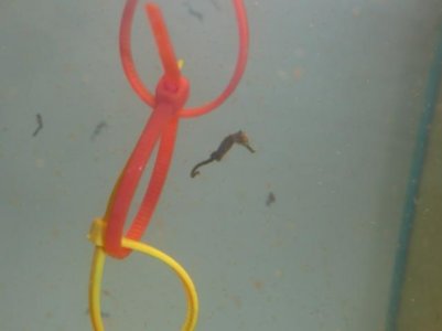 One mo, and 2 week old fry 019.jpg