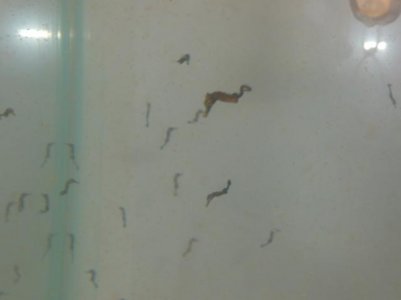 One mo, and 2 week old fry 021.jpg