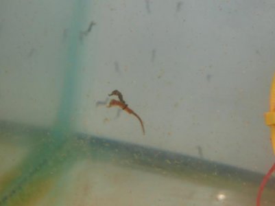 One mo, and 2 week old fry 023.jpg