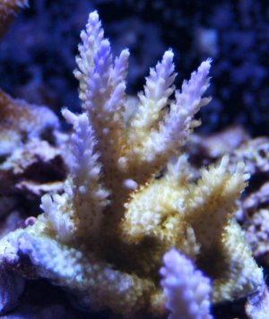 ORA Tri-Color Valida 2011-08-20em.jpg