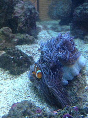 San Anemone Update2.jpg