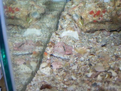 new seahorse and fry 088.jpg