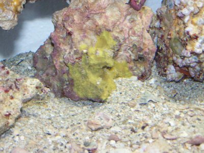 new seahorse and fry 100.jpg
