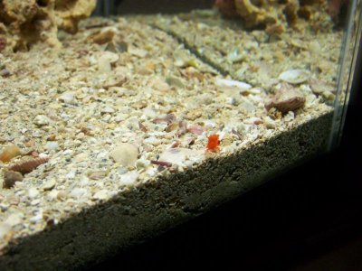 new seahorse and fry 110.jpg