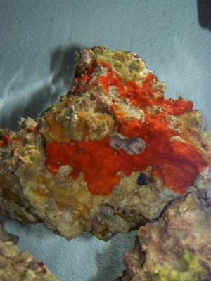 new seahorse and fry 104.jpg