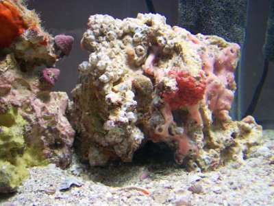 new seahorse and fry 122.jpg
