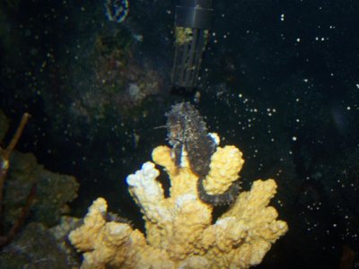 new seahorse and fry 207.JPG