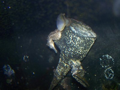 new seahorse and fry 206.JPG