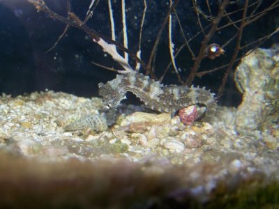 new seahorse and fry 205.JPG