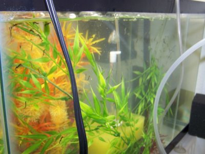 new seahorse and fry 211.JPG