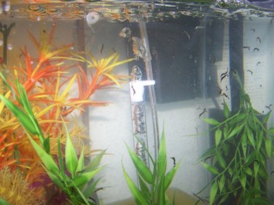 new seahorse and fry 199.JPG