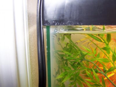 new seahorse and fry 034.jpg