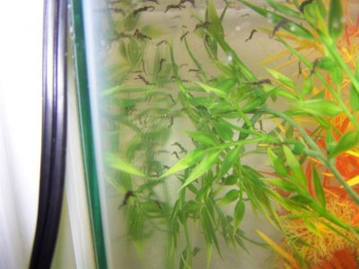 new seahorse and fry 016.jpg