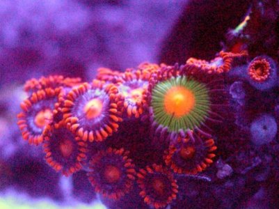 Emeralds on Fire Zoa.jpg