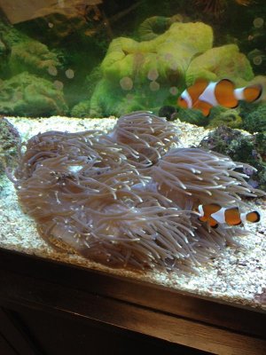 Sad Anemone update3.jpg