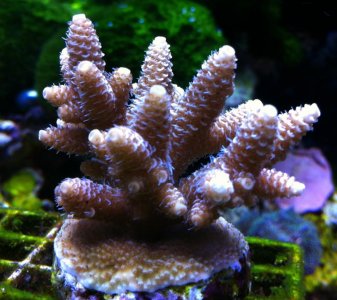 IMG_1419.jpg
