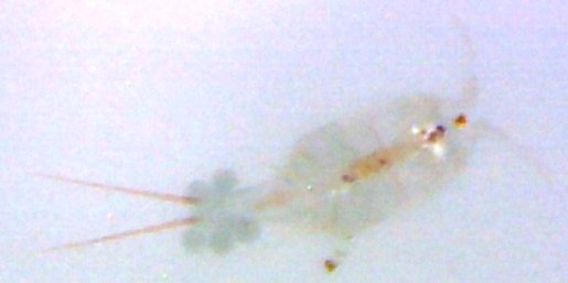 225x mag copepod 2.jpg