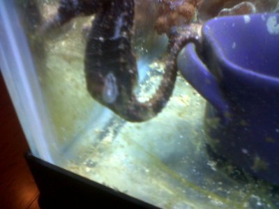 Seahorse.jpg
