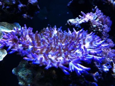 reef 001.jpg