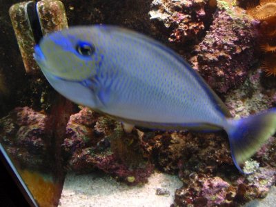 11.14.11 fish 017.jpg