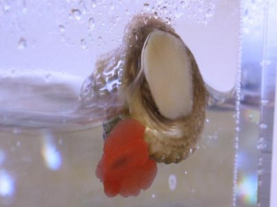 nudibranch.jpg