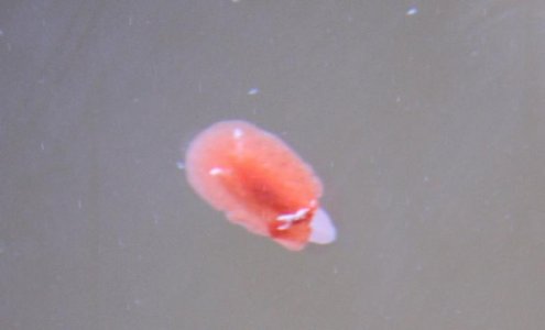 seaslug.jpg