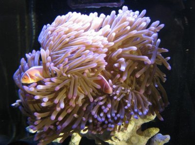anemone.jpg