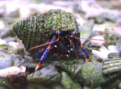 crab%20blue%20leg.jpg