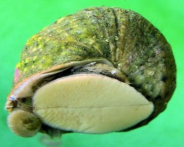 dhautersnailmexturbob600.jpg