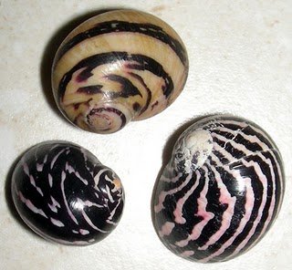 nerite snail.jpg
