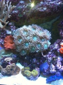 ImageUploadedByTapatalk1320798920.784567.jpg