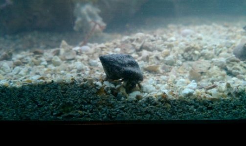 crab.jpg