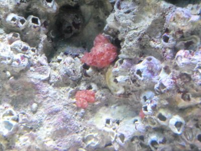 redcoral.jpg