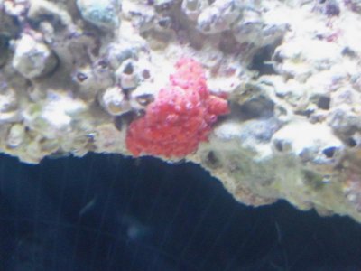 redsponge.jpg