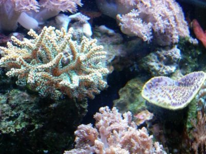55Gallon@3-30-11 #3.jpg