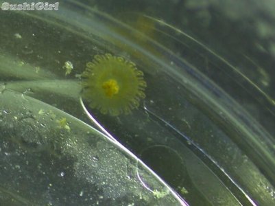 jellyfish5.jpg