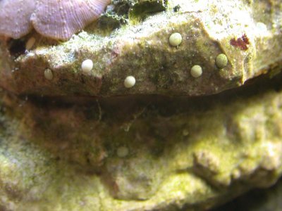 nerite_eggs.jpg