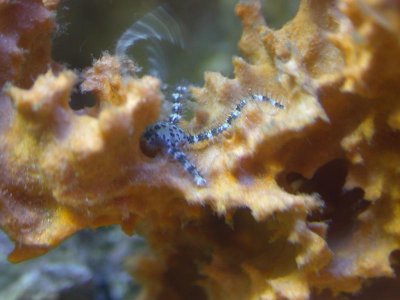 starfish2.jpg