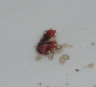 worm.jpg