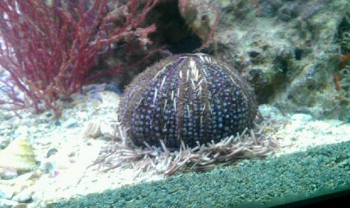 urchin.jpg