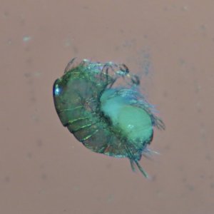bug.jpg