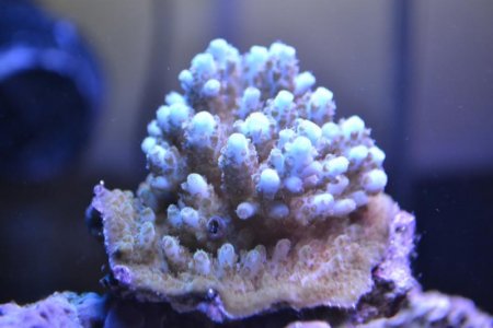 acro.jpg