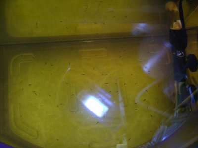4 DPH 12.12.11.jpg