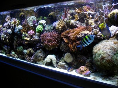 Tank Shots 002.jpg
