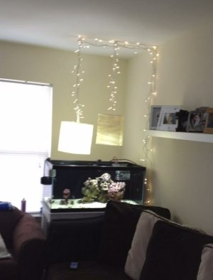 Lamp Shades CFL and 5800k leds.jpg