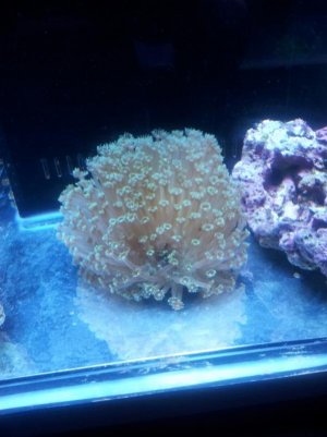 Goniopora .jpg